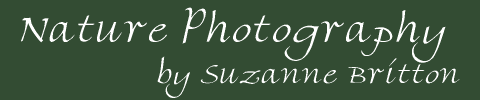 Suzanne Britton Nature Photography