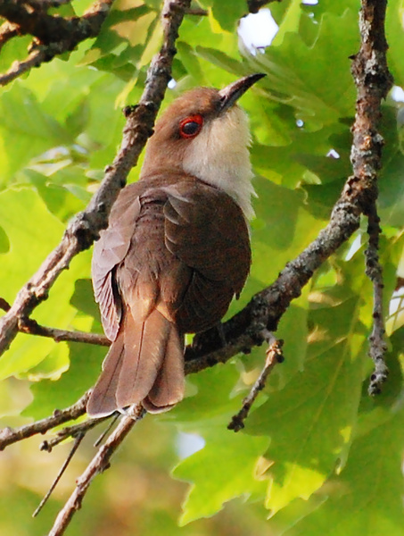 [Black-Billed Cuckoo]