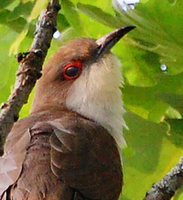 [Black-Billed Cuckoo]