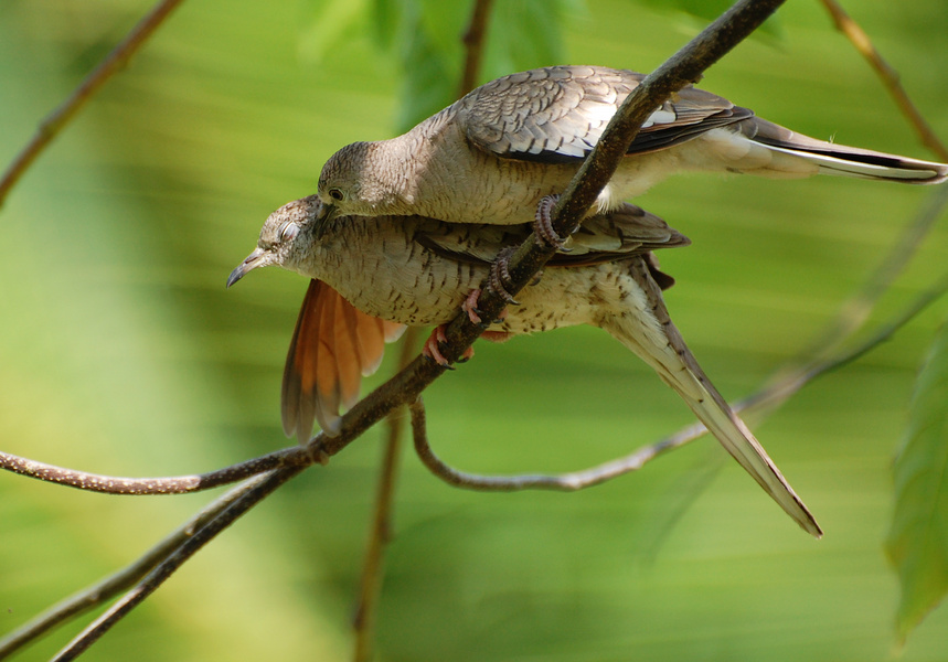 [Billing And Cooing]