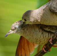 [Billing And Cooing]