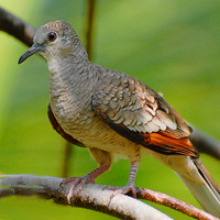 [Inca Dove]