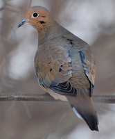 [Winter Dove]