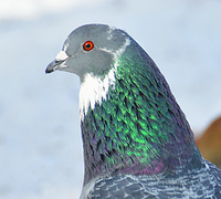[Rock Pigeon]