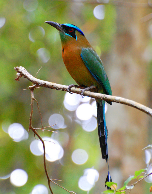 [Blue-Crowned Motmot]