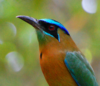 [Blue-Crowned Motmot]