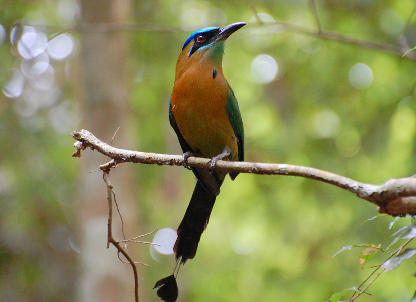 [Blue-Crowned Motmot]