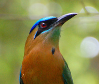 [Blue-Crowned Motmot]