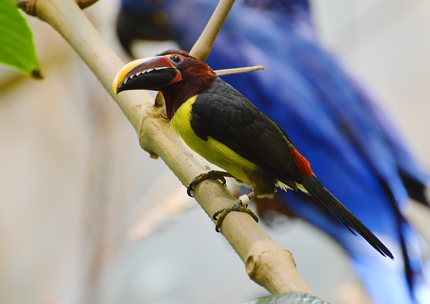 [Green Aracari]