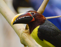 [Green Aracari]