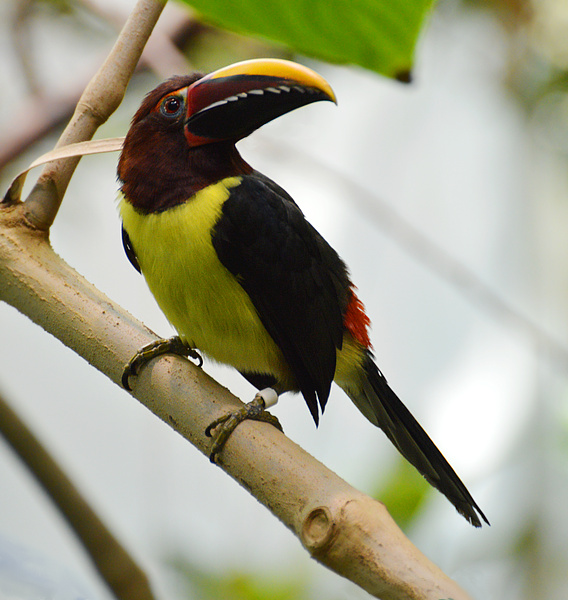 [Green Aracari]