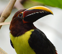 [Green Aracari]