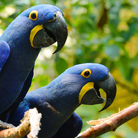 [Hyacinth Macaws]