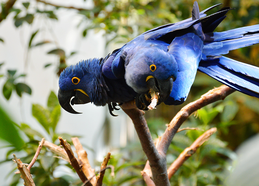 [Hyacinth Macaws]