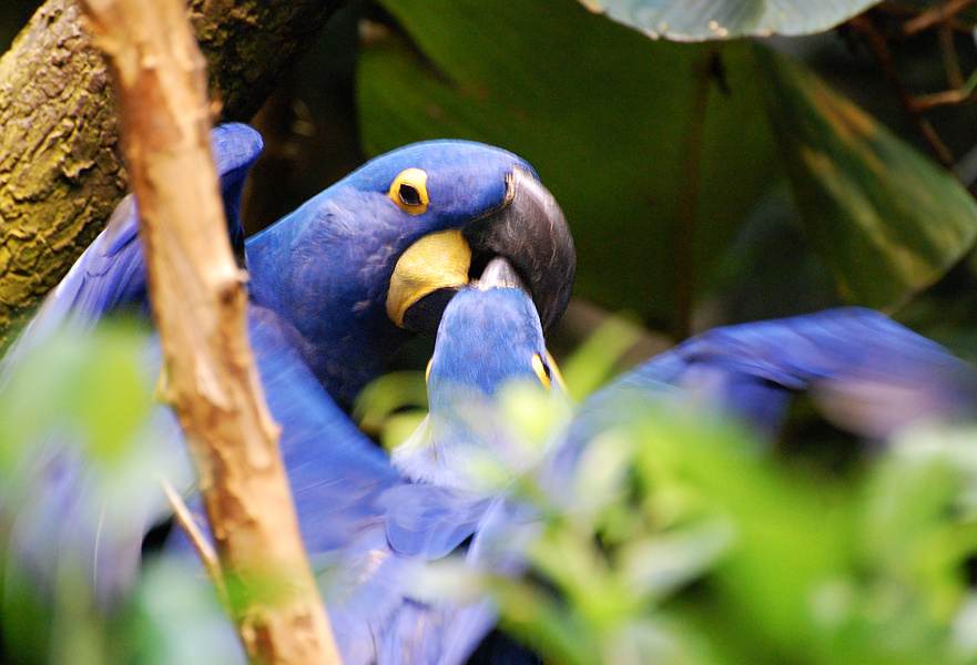 [Kissing Macaws]
