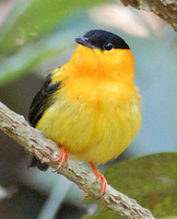 [Orange-Collared Manakin]