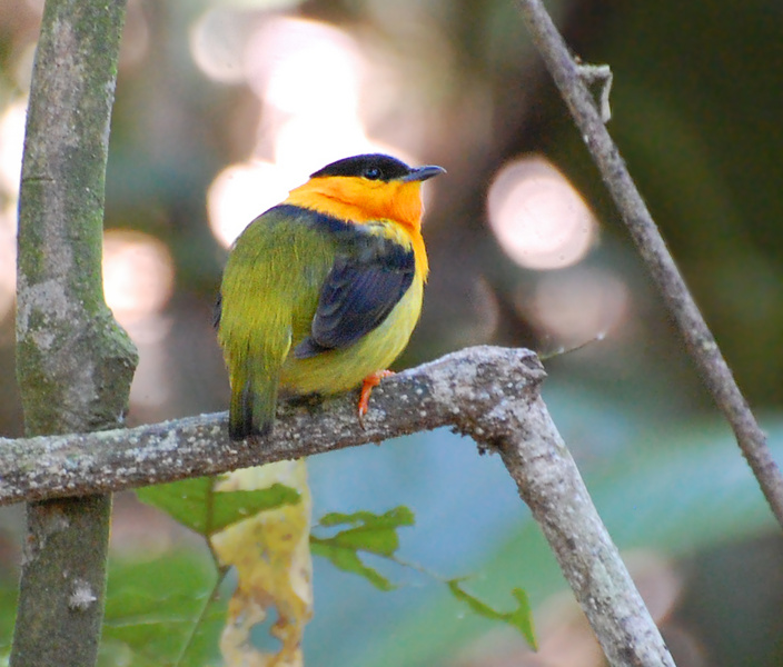 [Orange-Collared Manakin]