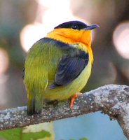[Orange-Collared Manakin]