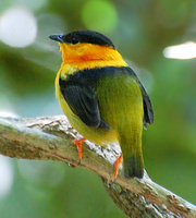 [Orange-Collared Manakin]