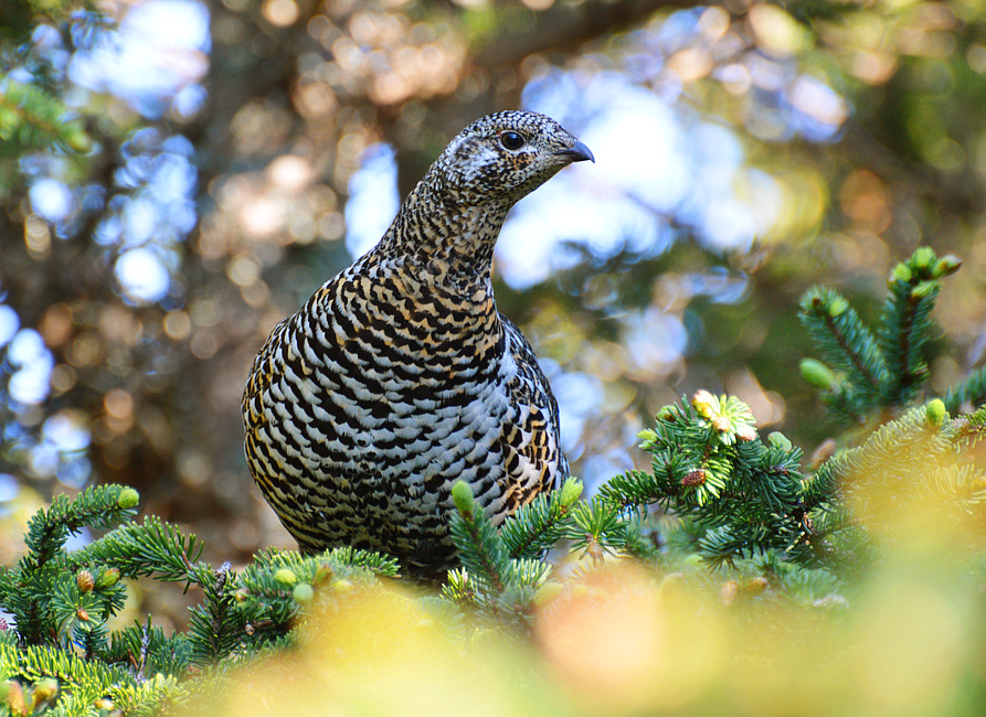 [Spruce Grouse]