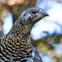 [Spruce Grouse]