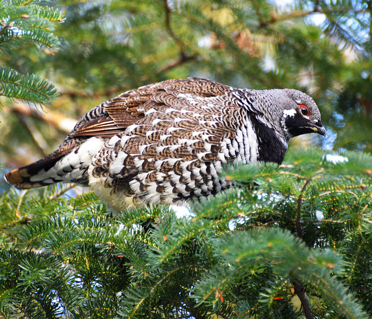 [Spruce Grouse]