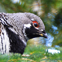 [Spruce Grouse]