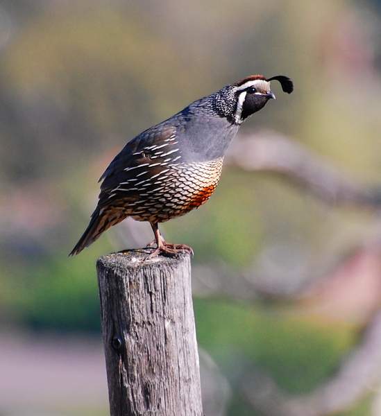 [California Quail]