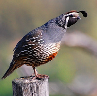 [California Quail]