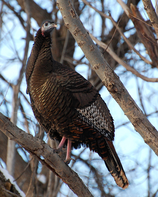 [Turkey Roost]