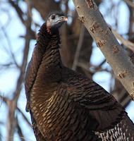 [Turkey Roost]