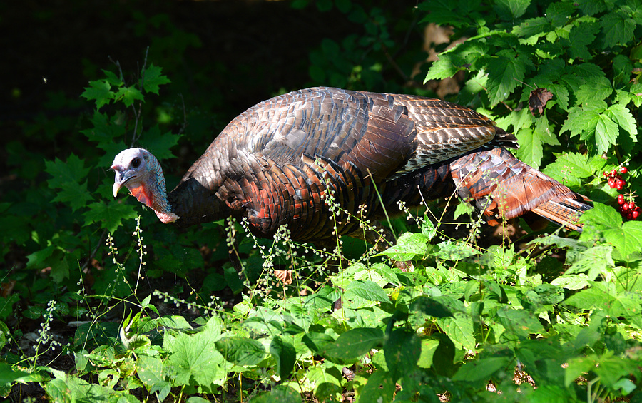[Wild Turkey]