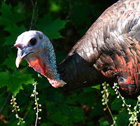 [Wild Turkey]