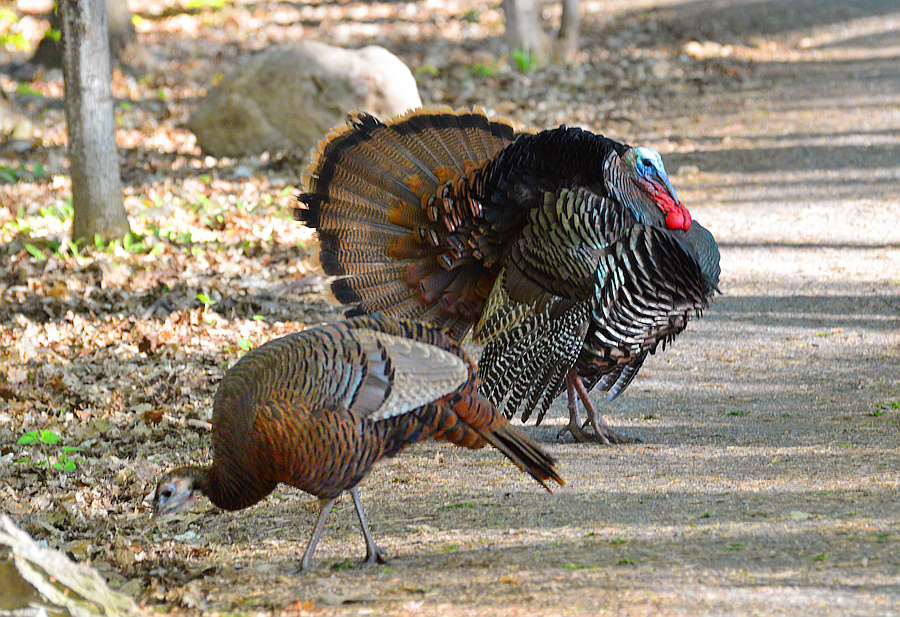 [Wild Turkey Pair]