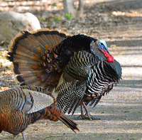 [Wild Turkey Pair]