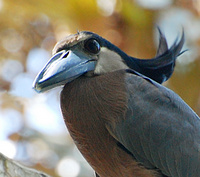 [Boat-Billed Heron]