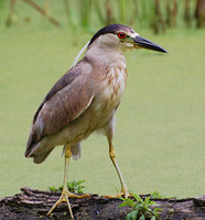 [Black-Crowned Night Heron]