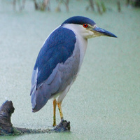 [Night Heron]