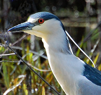 [Night Heron]