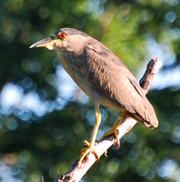 [Night Heron]