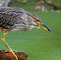 [Night Heron]