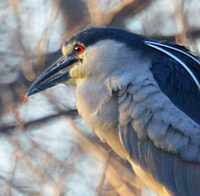 [Night Heron]