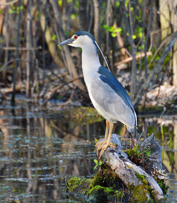 [Black-Crowned Night Heron]