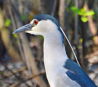 [Black-Crowned Night Heron]