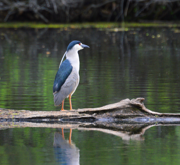 [Black-Crowned Night Heron]