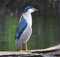 [Black-Crowned Night Heron]