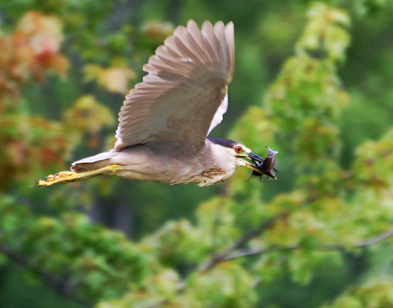[Night Heron Meal]