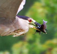 [Night Heron Meal]