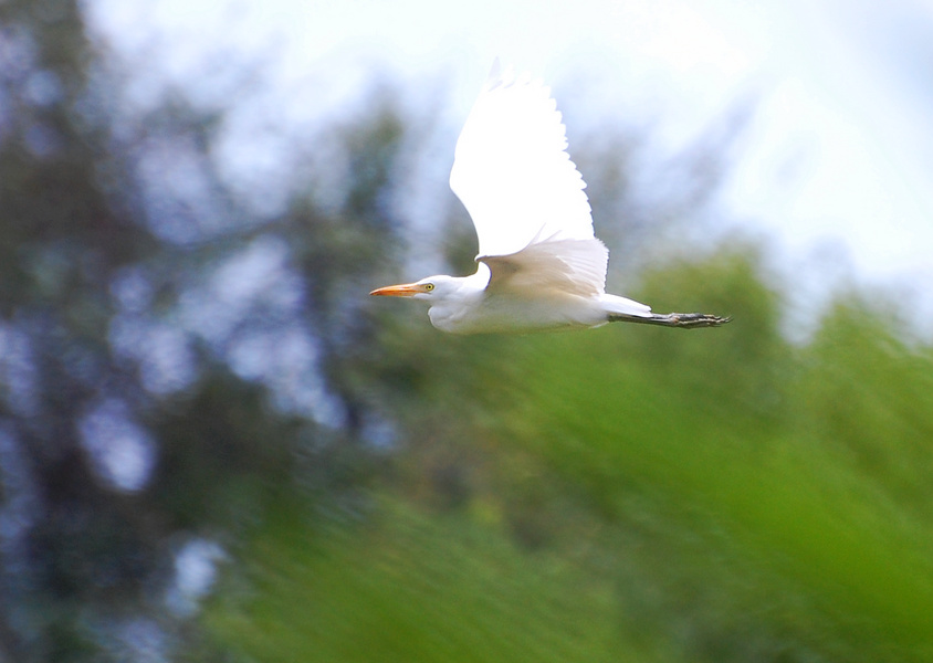 [Cattle Egret]