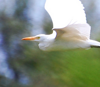 [Cattle Egret]